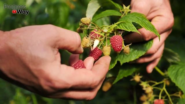 ДАЙТЕ КРАХМАЛ МАЛИНЕ! И МАЛИНА ЗАСЫПЛЕТ ВАС ЯГОДАМИ С НОГ ДО ГОЛОВЫ! Весной насыпать в малинник... смотреть онлайн