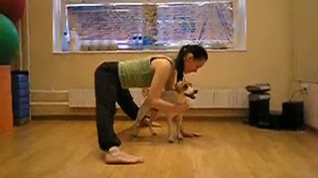 Дога-йога Марина Шешукова и Арчи. смотреть онлайн