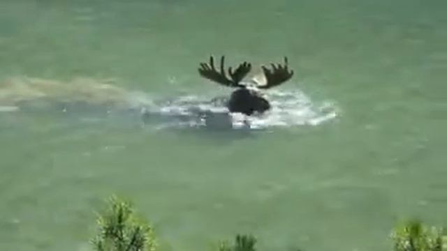 Огромный лось! смотреть онлайн