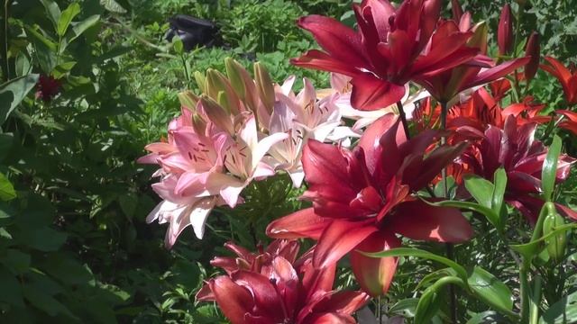 1.Разета Урсок - Жила была одна семья 2.М.Садуев - Скажи хоть слово 3.А.Аркенов - Коварная судьба смотреть онлайн