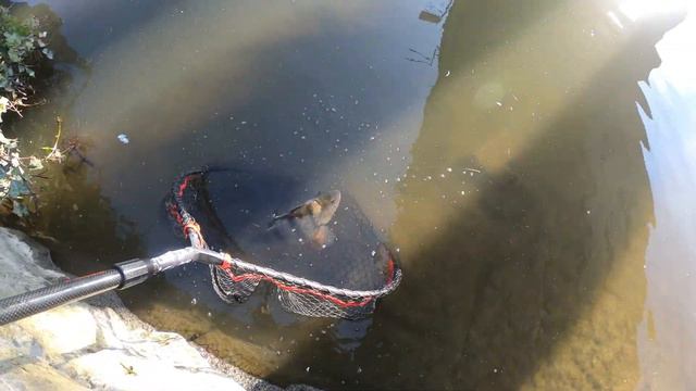 Quest for a UK 4lb Perch part 2! (UL Lure fishing) смотреть онлайн