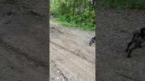 поездка с гариком до избы. июль 23 года.