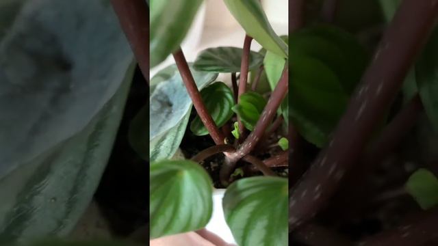 Plant /Растения/Peperomia Watermelon смотреть онлайн