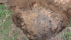 ЖИМОЛОСТЬ СЪЕДОБНАЯ - ПЕРЕСАДКА На Новое Место. Садим-сеем. Мой опыт.