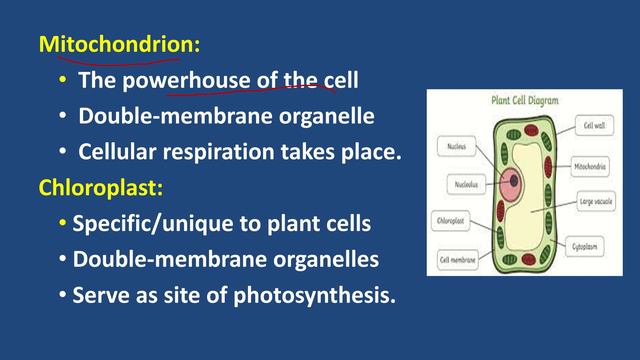 Grade 7 General Science: Unit 4 : Part 2: Structure and Functions of Cells смотреть онлайн