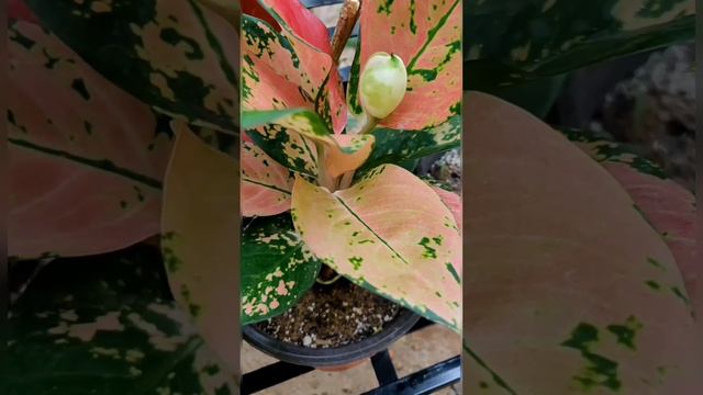 My Costly Aglaonema Collections | Aglaonema Plants and it's Names or IDs смотреть онлайн