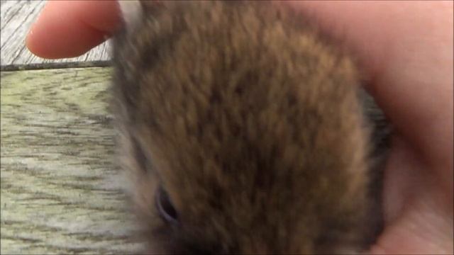 Рекорд Гинесса. Самый маленький кролик в мире. Уникальный кролик смотреть онлайн