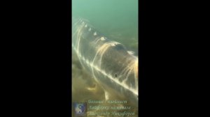 Легендарная рыба - Калуга. Хищная Рыба.