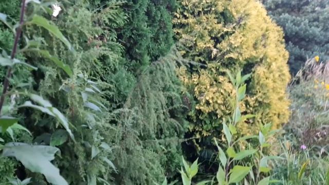 КНЯЖЕНИКА ВЫРАЩИВАНИЕ В ПОДМОСКОВЬЕ В САДУ. смотреть онлайн