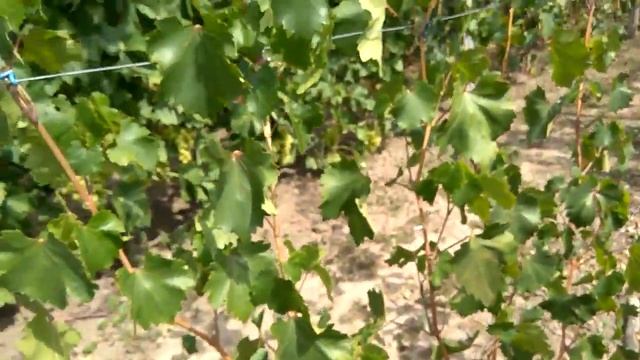 @Виноград 2019 Виноград Выставочный Отзыв о винограде смотреть онлайн