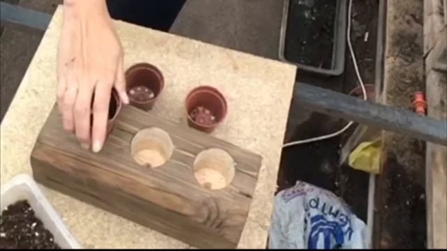 Кашпо для цветов своими руками! Кактусы и суккуленты сажаем в ДЕРЕВЯННОЕ КАШПО!!!! смотреть онлайн