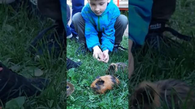 МОРСКИЕ СВИНКИ. ИГРАЕМ ВО ДВОРЕ. ПРОГУЛКА. ??? смотреть онлайн