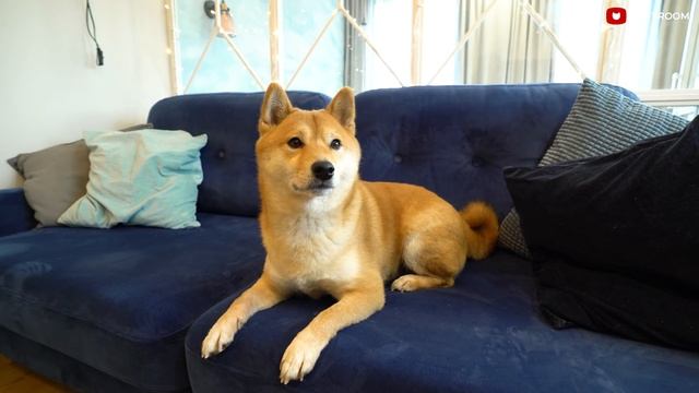 ?Выжали МАКСИМУМ из ОДНУШКИ 33 кв.м! ГЕНИАЛЬНОЕ ЗОНИРОВАНИЕ! Дизайн интерьера и РУМ ТУР смотреть онлайн