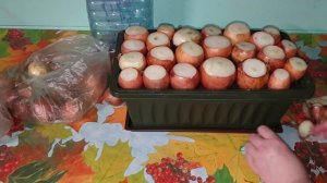 КАК ПРАВИЛЬНО САЖАТЬ ЛУК НА ЗЕЛЕНЬ /ЛУК НА ПЕРО/ЗЕЛЕНЫЙ ЛУК НА ПОДОКОННИКЕ