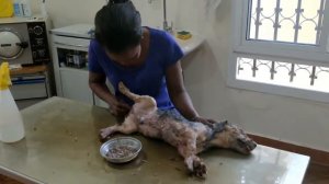 Remove mango worms from dog - Remove mango worms from dog skin Удалите манговых червей с кожи собак