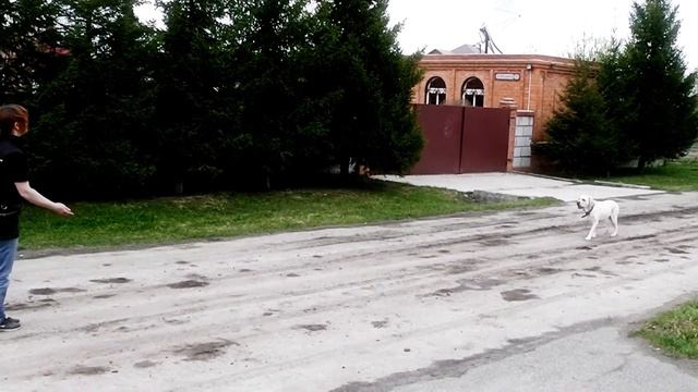 Top Dog - Лабрадор Одри смотреть онлайн