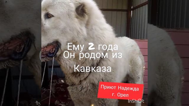 Дос Приют Надежда смотреть онлайн