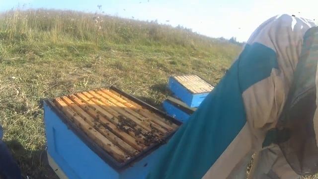 Как подготовить пчел к зимовке #пчеловодство #зимовка #улей смотреть онлайн