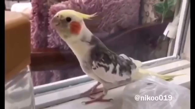 Sultan Papağanı Ölürüm Türkiyem 45 Dk (Reklamsız)  Uzunluğunda