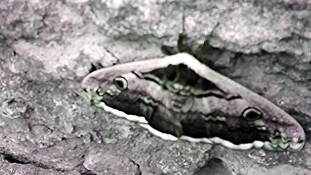 Butterfly as a symbol! смотреть онлайн