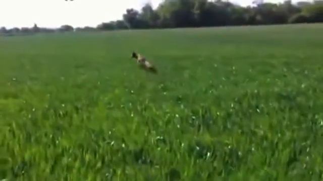 Собака воспитанная кенгуру смотреть онлайн