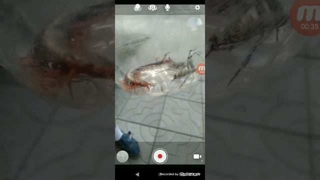 Несекомы нашли скалопендру и аргеопу смотреть онлайн