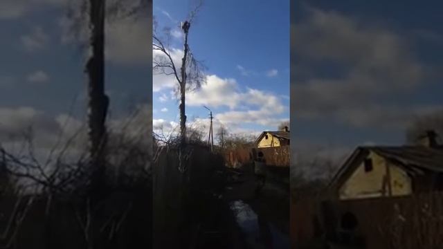 Спилка деревьев Псков ! Спилить дерево Псков ! Удаление деревьев Псков ! смотреть онлайн