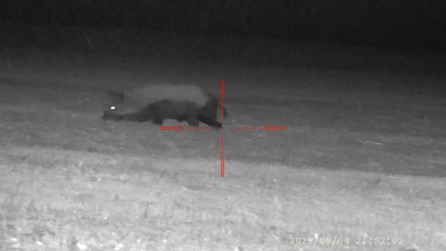 Pard nv008s dziki смотреть онлайн