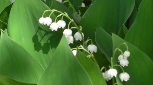 Стойкое сердце 2   Чудо-настрои академика Сытина Г.Н.