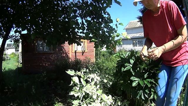 Содой по мхам У растений все как у людей Как сбываются мечты смотреть онлайн