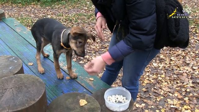 Развитие мотивации, упражнения на внимание, настойчивость, активную выдержку, дрессировка щенка смотреть онлайн
