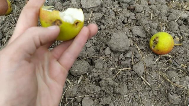 груша Бере Жифар 2020 год смотреть онлайн