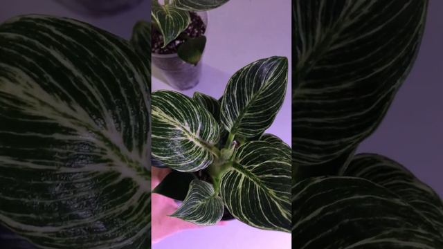 Филодендрон Биркин на продажу 700₽ смотреть онлайн