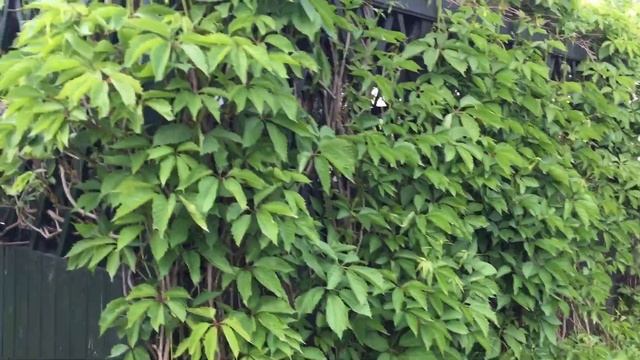 Моя Дача/Мамуля/Гадюка!!! смотреть онлайн