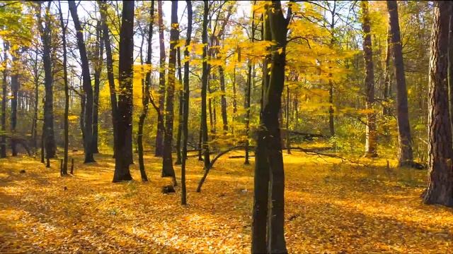 Pасслабляющая осенняя музыка?Yспокаивающая музыка для нервов?лечебная музыка для сердца и сосудов смотреть онлайн