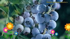 Голубика высокорослая Блюголд. Краткий обзор, описание характеристик, где купить саженцы