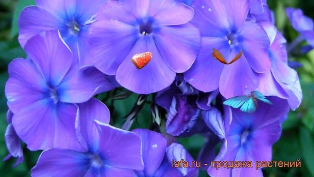Флокс метельчатый Блу Парадайз (phlox paniculata) ? обзор: как сажать, рассада флокса Блу Парадайз смотреть онлайн