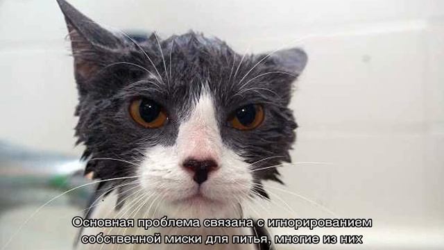 Почему кошки боятся воды — причины страха купания смотреть онлайн