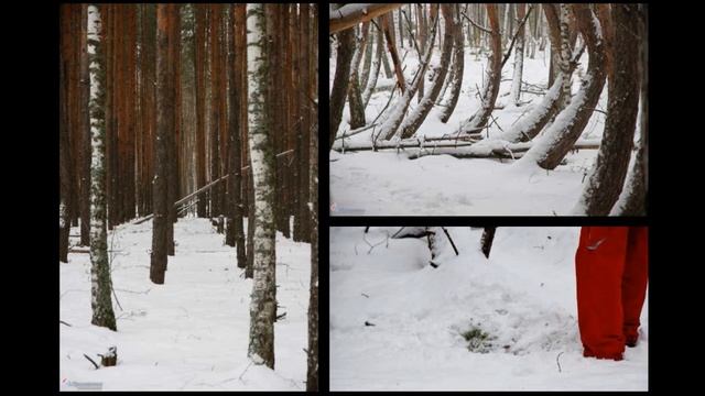 Сергей Турепин: "Исследования феномена Танцующего леса в Рязанской области" смотреть онлайн