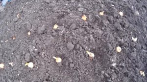 Посадка Лука Весной на Зелень.