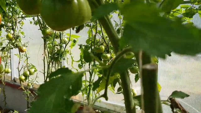 Томат Воловье сердце розовое 2020 смотреть онлайн