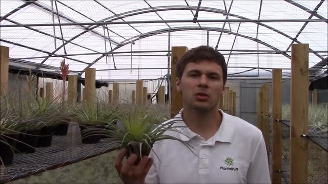 Tillandsia vicentina (PlantaBrutt video 28) Español смотреть онлайн