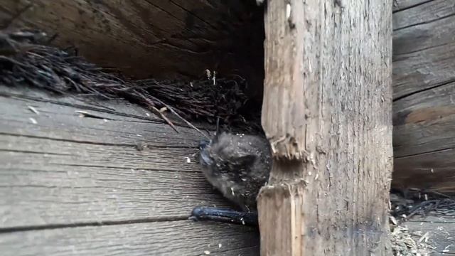 Летучая Мышь в Доме: НАШЁЛ ГНЕЗДО летучих мышей смотреть онлайн
