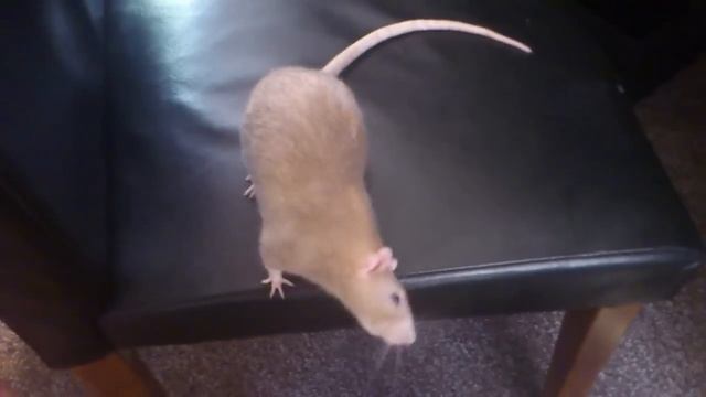 Rat head tilt - Basil смотреть онлайн