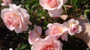 РОЗА ШЛОСС ОЙТИН КОРДЕС 2005 ГОД! ПРЕКРАСНЫЙ ШРАБ! ROSE SCHLOSS EUTIN KORDES 2005