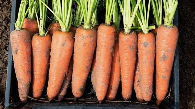 Гибрид моркови Канада F1 смотреть онлайн