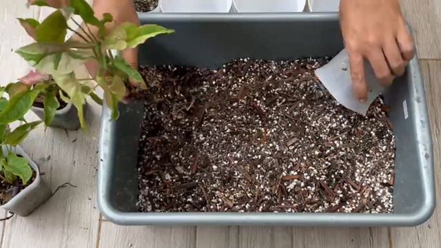 REPOTTING SOME PLANTS | ASMR PLANTS смотреть онлайн