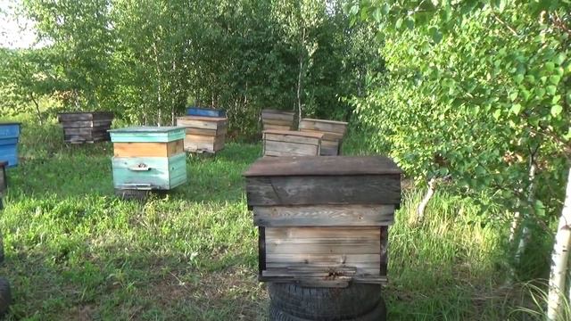 Работа с пчёлами. смотреть онлайн