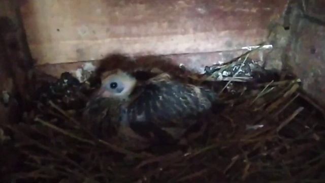 Николаевские голуби | Первые птенцы 2022 года смотреть онлайн