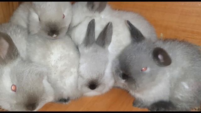 Калифорнийский Шиншилл,или Советский Калифорниец??? Урааа 500 подписчиков?????? смотреть онлайн